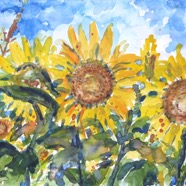 Sonnenblumen 2009.jpg